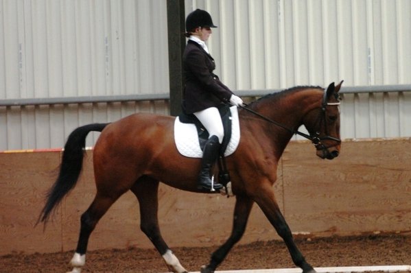Laurel View Equestrian Centre