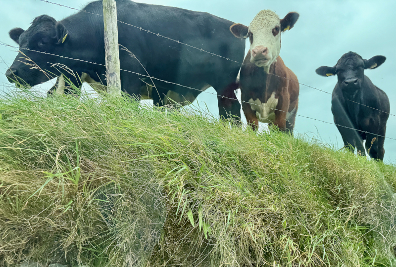 Clare Cows