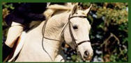 Bluemeadow Equestrian Centre