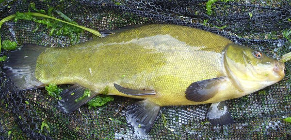 Coarse Fishing