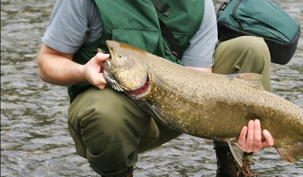 Salmon Fishing