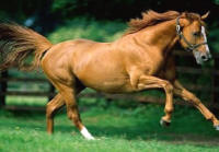 Markree Riding Stables, Collooney