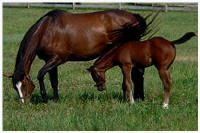 Maltfield Stud Wicklow